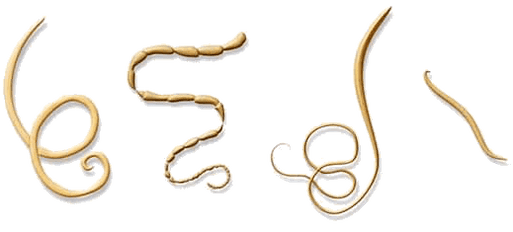 NEOflorax ayuda contra todos los helmintos conocidos